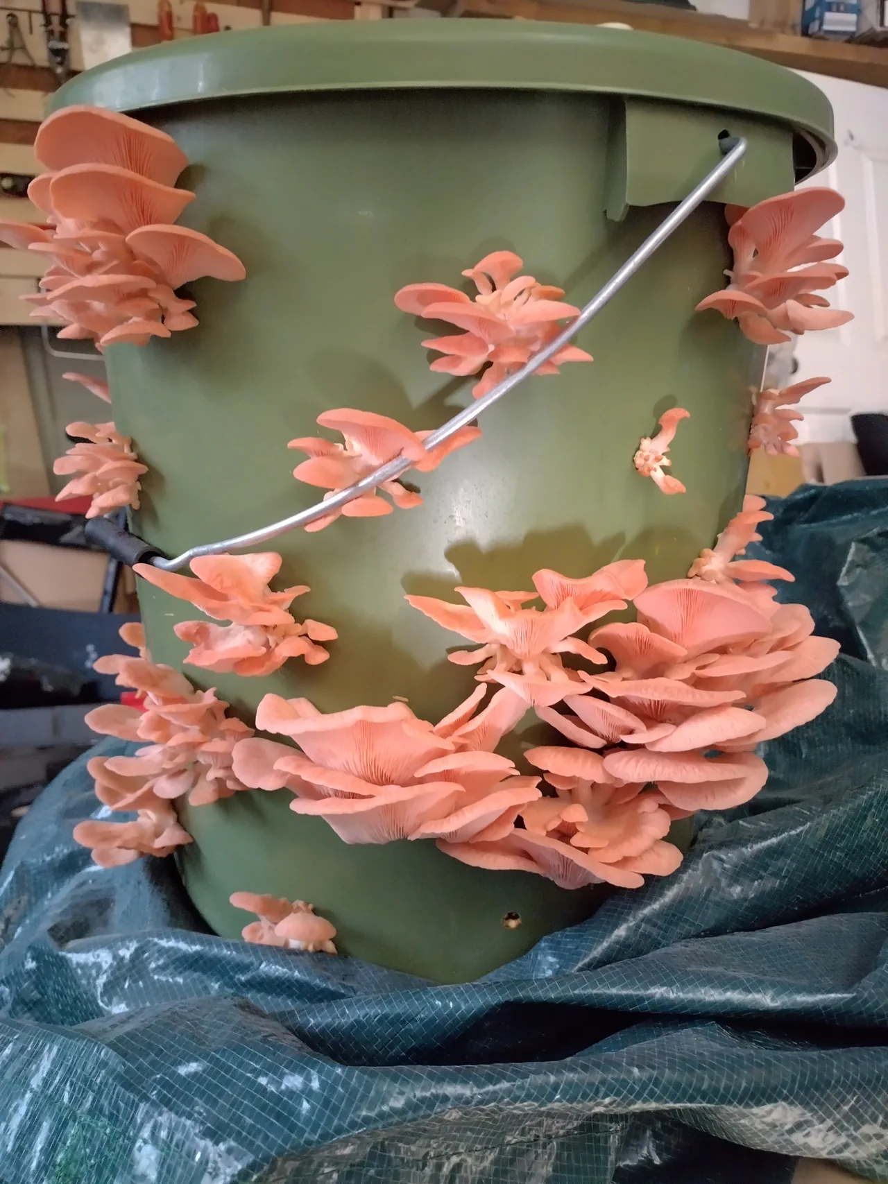 Close-up of pink oyster mushroom clusters growing from holes in a green bucket, showing the distinctive ruffled caps and coral-pink colour