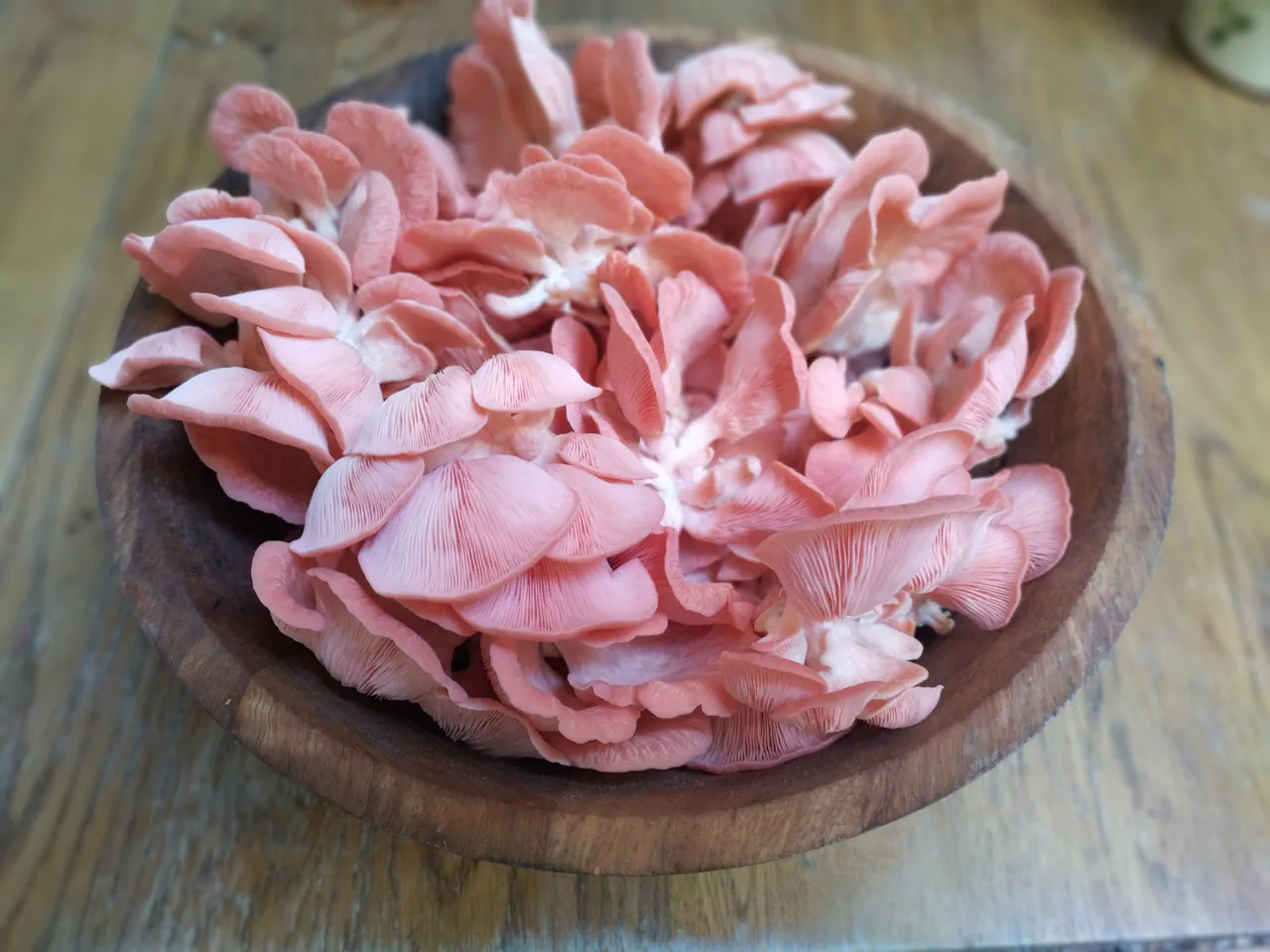 Vibrant coral-pink oyster mushrooms freshly harvested in a wooden bowl on a wooden table, showing the delicate ruffled caps
