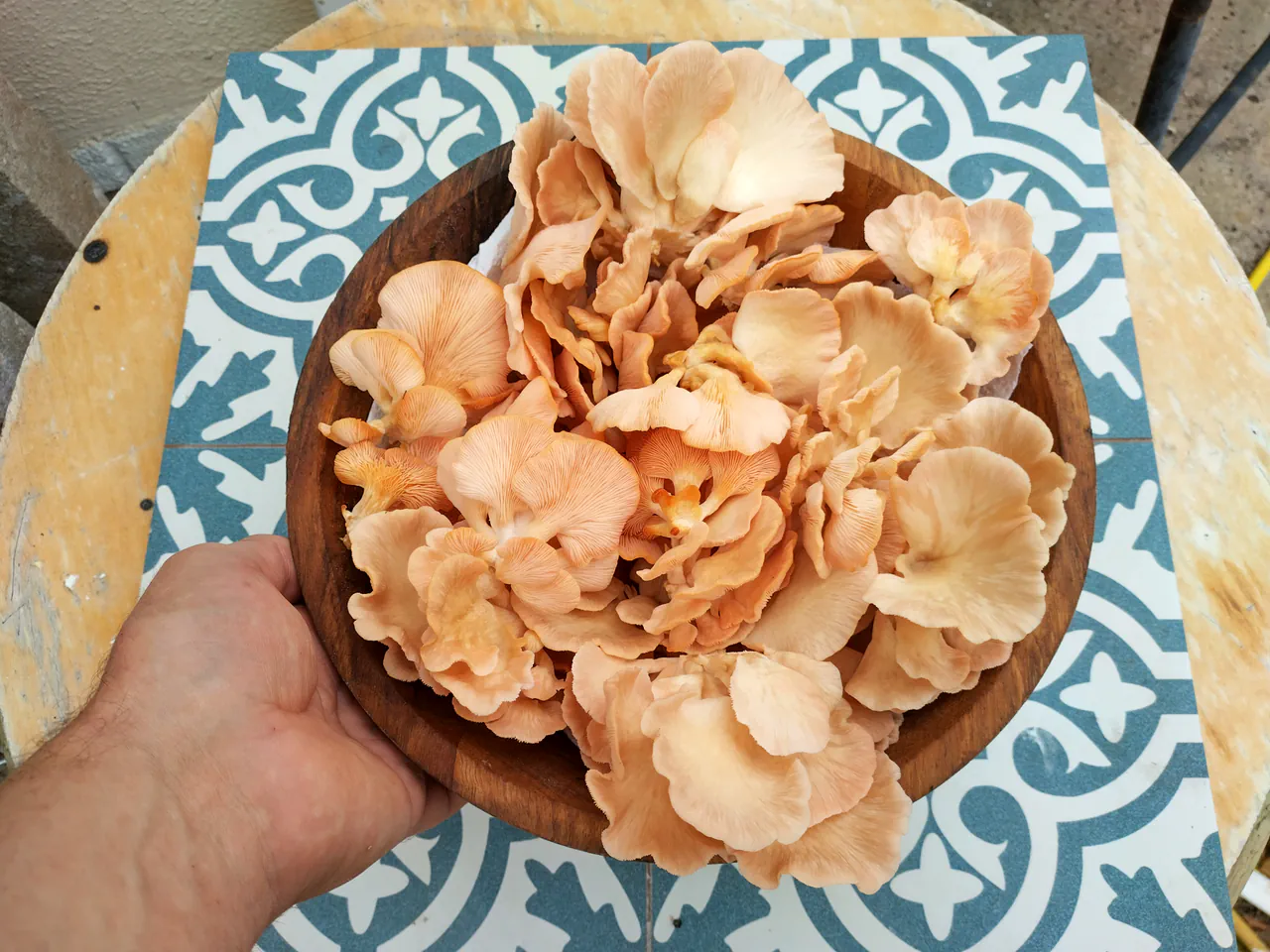 Later harvest of pink oyster mushrooms in a wooden bowl showing more mature salmon-orange colouring, held in one hand for scale